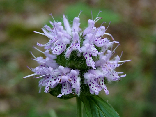 {Blephilia ciliata}